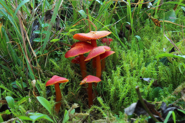 lúčnica šarlátová Hygrocybe coccinea (Schaeff.) P. Kumm.