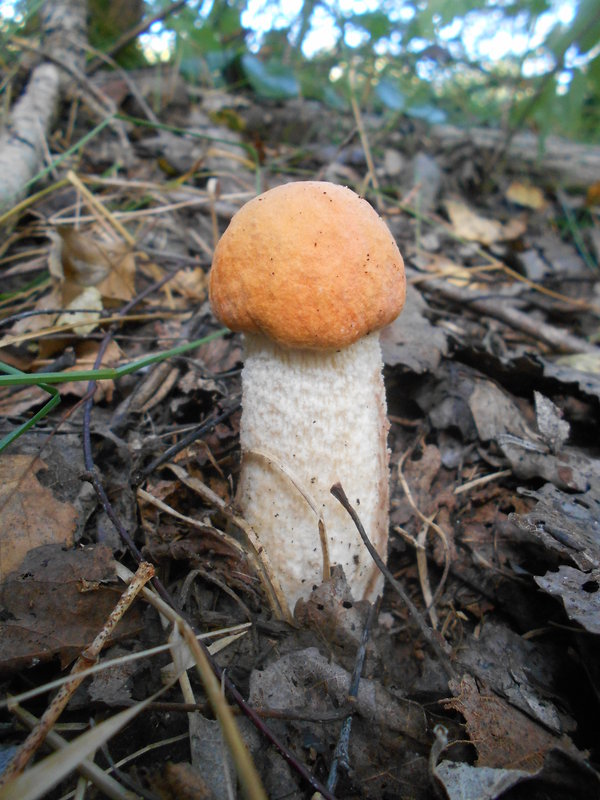 kozák osikový Leccinum albostipitatum den Bakker & Noordel.