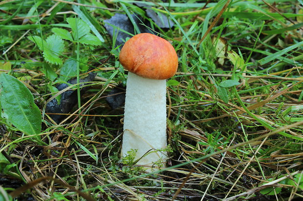 kozák osikový Leccinum albostipitatum den Bakker & Noordel.