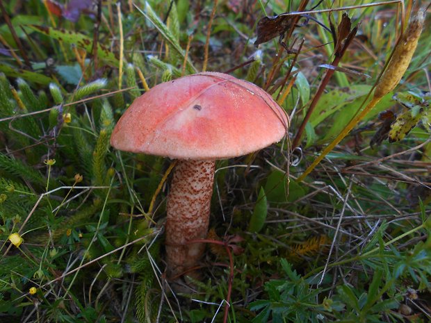 kozák dubový Leccinum aurantiacum (Bull.) Gray