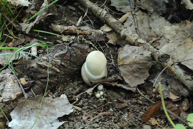 kozák topoľový Leccinum duriusculum (Schulzer ex Kalchbr.) Singer