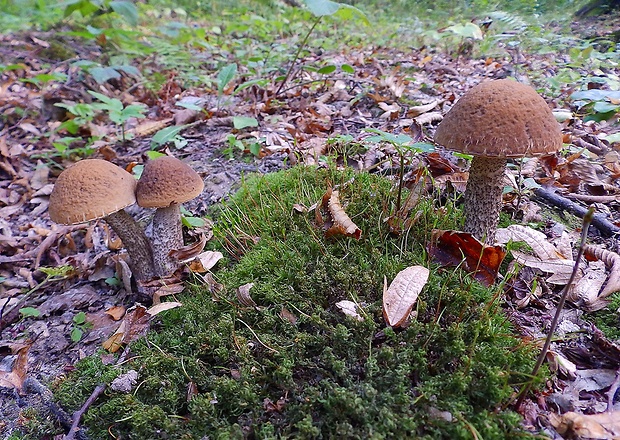 kozák hrabový Leccinum pseudoscabrum (Kallenb.) Šutara