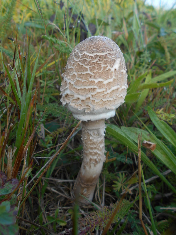 bedľa vysoká Macrolepiota procera (Scop.) Singer