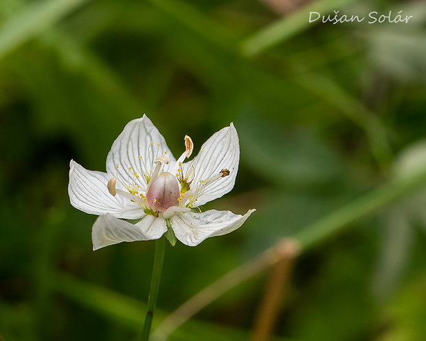 bielokvet močiarny Parnassia palustris L.