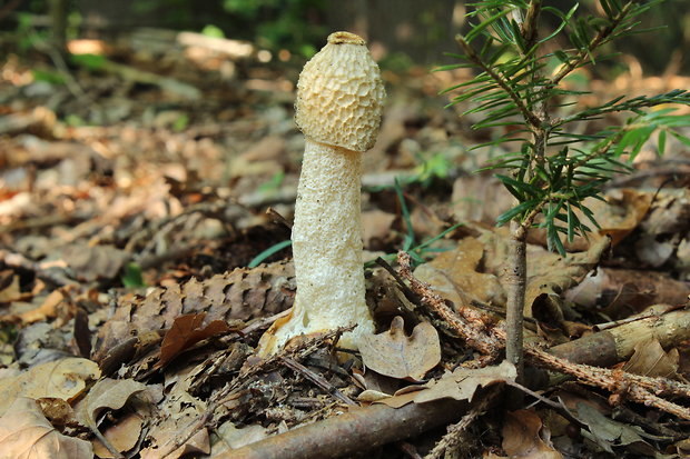 hadovka smradľavá Phallus impudicus L.