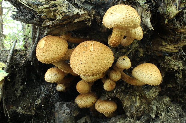 šupinovka Pholiota sp.