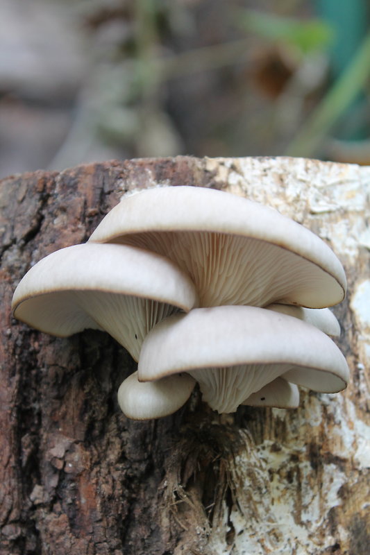 hliva ustricovitá Pleurotus ostreatus (Jacq.) P. Kumm.