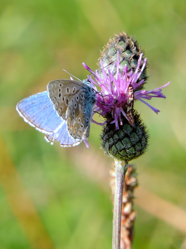 modráčik obyčajný  Polyommatus icarus