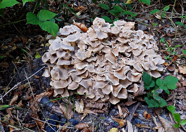 trúdnik klobúčkatý Polyporus umbellatus (Pers.) Fr.