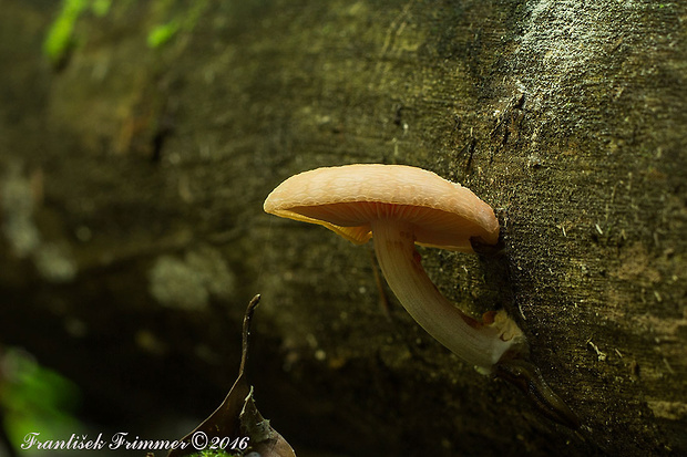 červenáčik obyčajný Rhodotus palmatus (Bull.) Maire