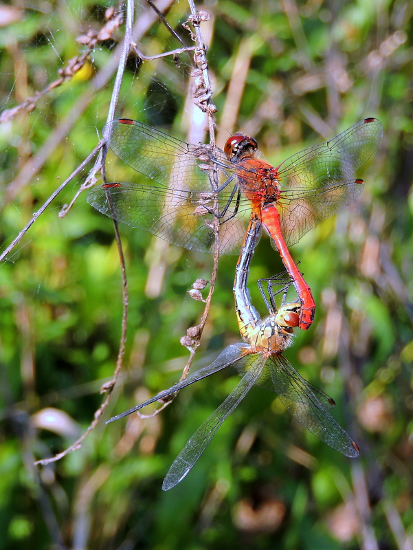 vážka červená   Sympetrum sanguineum