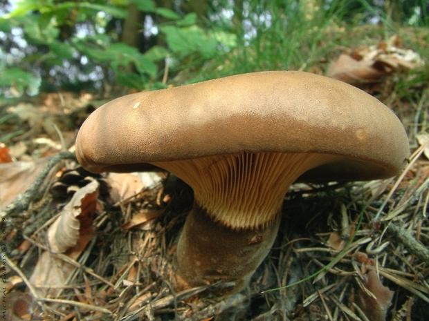 čechračka tmavohlúbiková Tapinella atrotomentosa (Batsch) Šutara