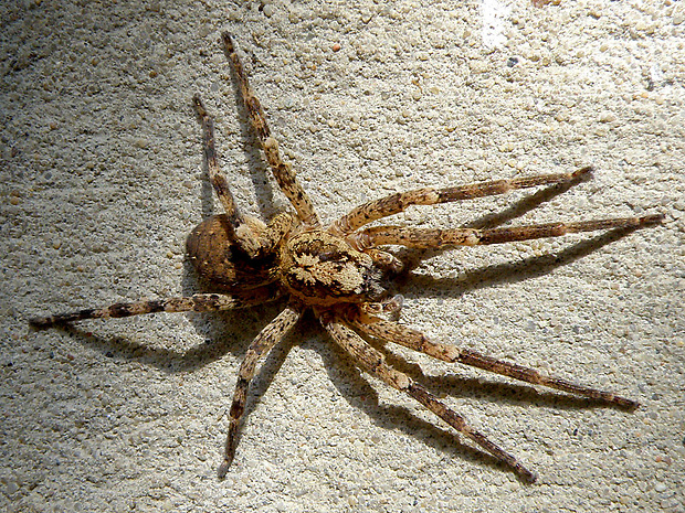 pavúk Zoropsis spinimana