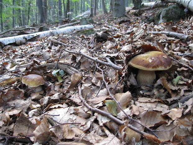 hríb smrekový Boletus edulis Bull.