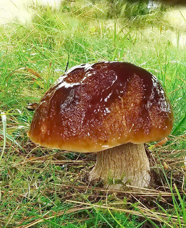 hríb smrekový Boletus edulis Bull.