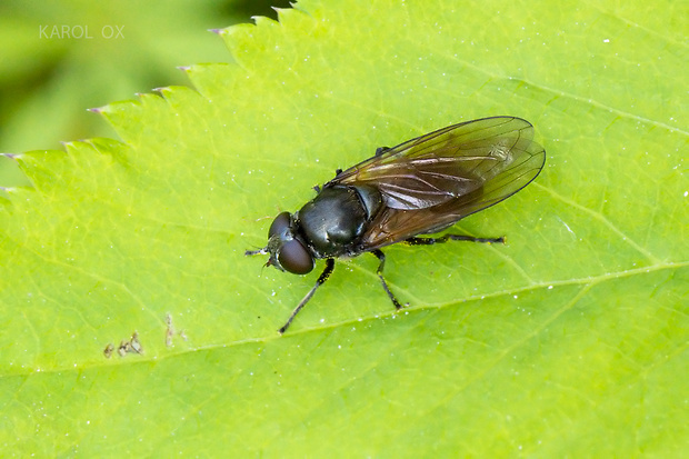 pestrica Cheilosia pubera