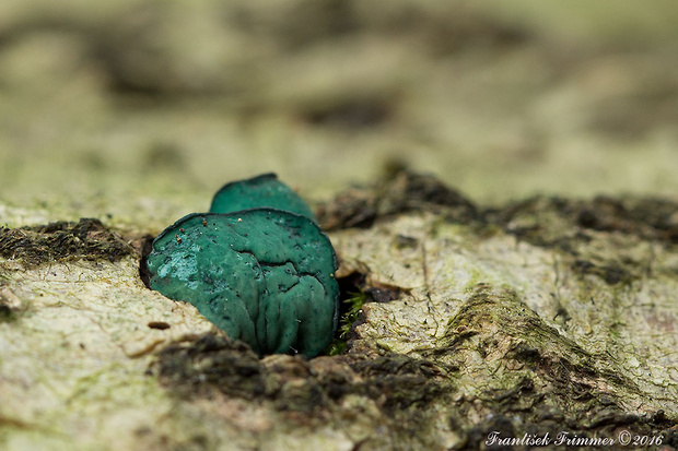 zelenica Chlorociboria sp.