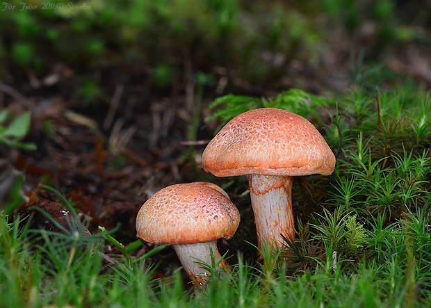 pavučinovec červenošupinatý Cortinarius bolaris (Pers.) Fr.