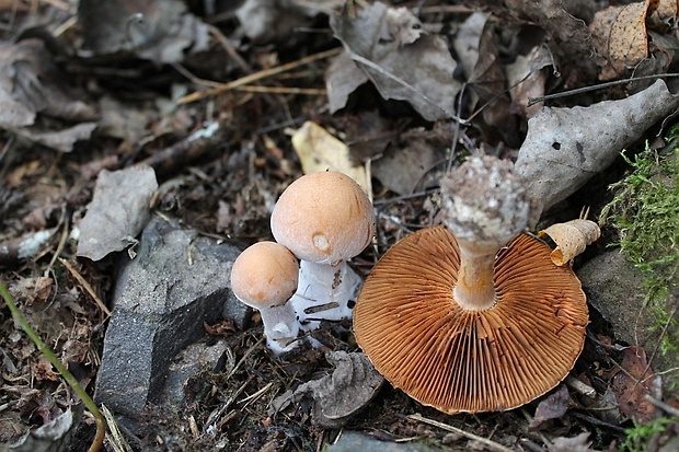 pavučinovec Cortinarius sp.