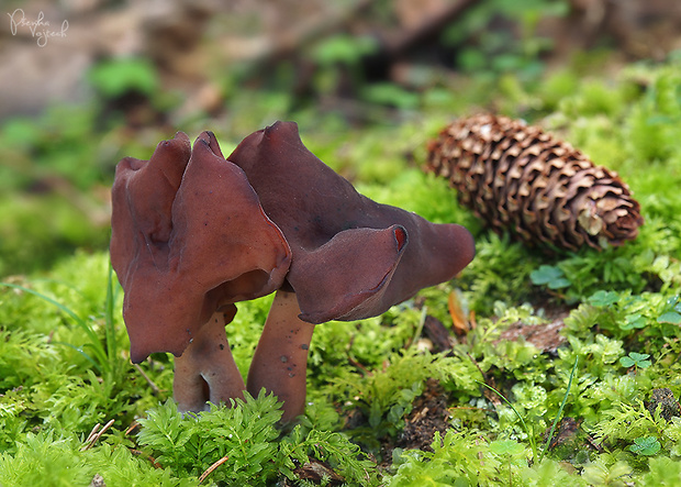 ušiak mitrovitý Gyromitra infula (Schaeff.) Quél.