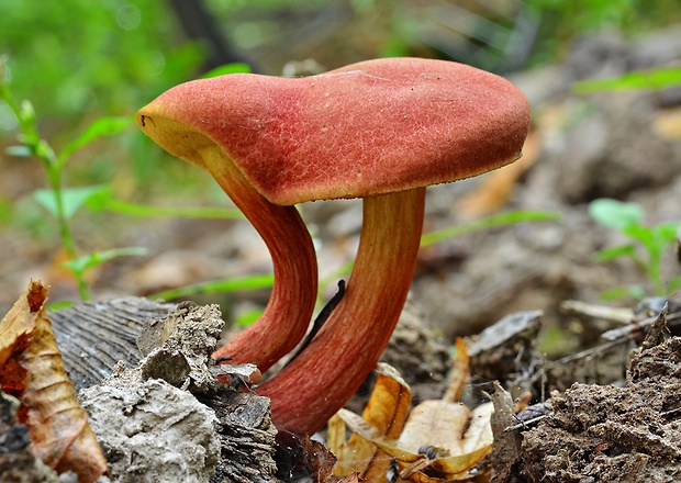 suchohríb karmínový Hortiboletus rubellus (Krombh.) Simonini, Vizzini & Gelardi