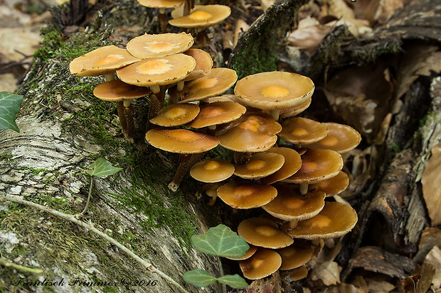 šupinačka menlivá Kuehneromyces mutabilis (Schaeff.) Singer & A.H. Sm.