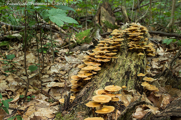 šupinačka menlivá Kuehneromyces mutabilis (Schaeff.) Singer & A.H. Sm.