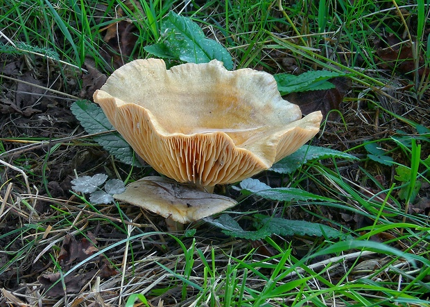 rýdzik? Lactarius sp.