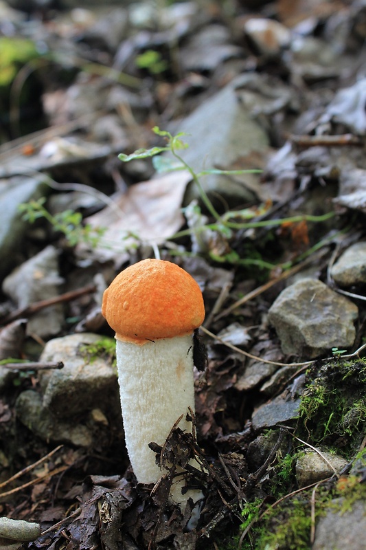 kozák osikový Leccinum albostipitatum den Bakker & Noordel.