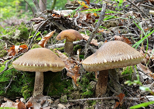 kozák hrabový Leccinum pseudoscabrum (Kallenb.) Šutara