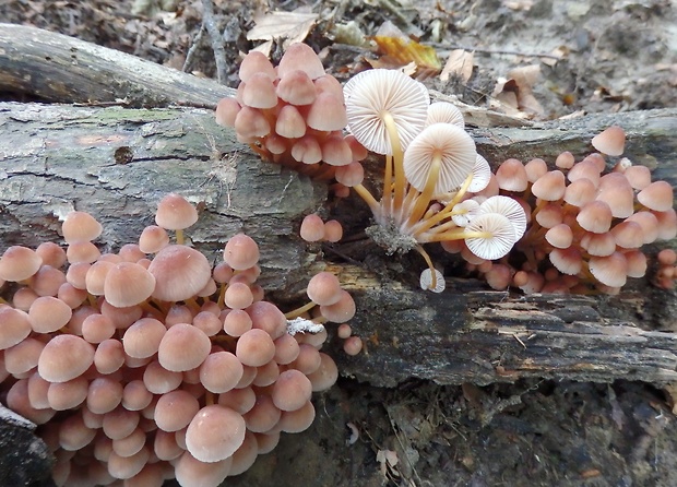 prilbička žltohlúbiková Mycena renati Quél.