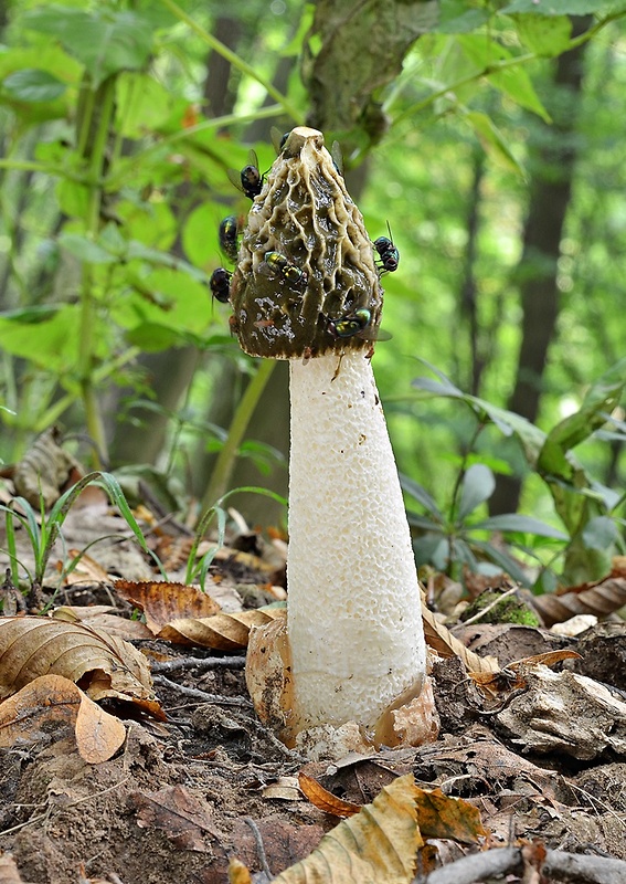 hadovka smradľavá Phallus impudicus L.