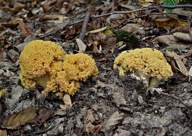 strapačka zlatožltá Ramaria aurea (Schaeff.) Quél.