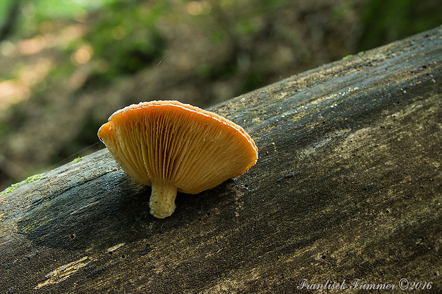 červenáčik obyčajný Rhodotus palmatus (Bull.) Maire