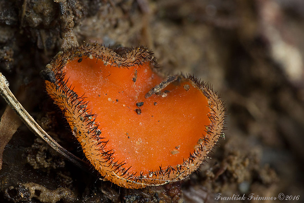 štítovnička Scutellinia sp.