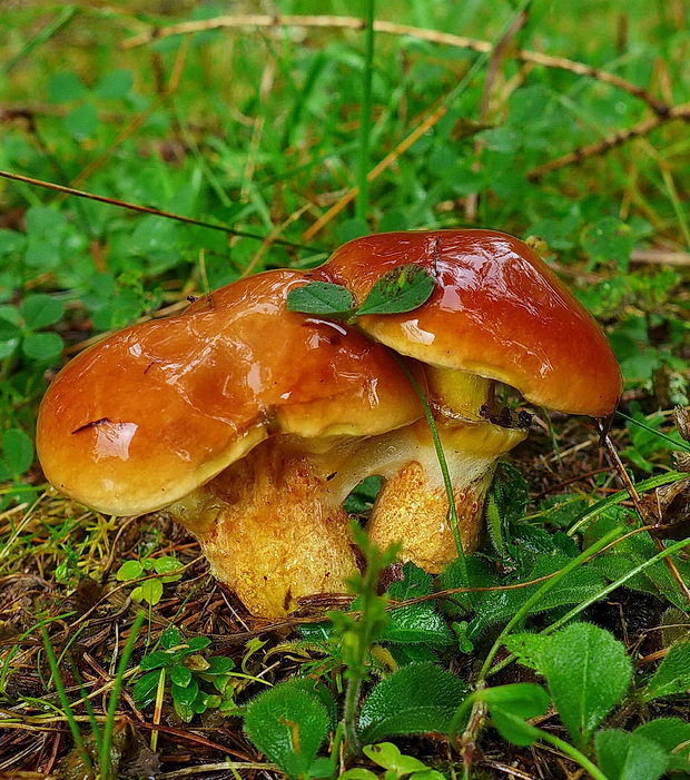 masliak smrekovcový Suillus grevillei (Klotzsch) Singer