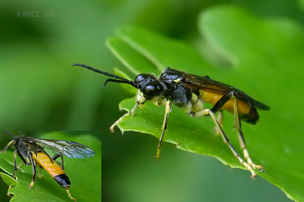 piliarka Tenthredo maculata