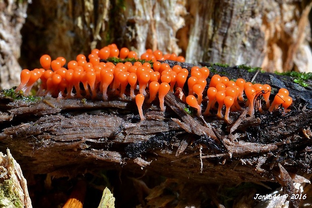 vlasnačka Trichia sp.