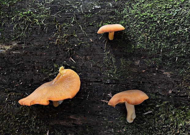 čírovec ozdobný Tricholomopsis decora (Fr.) Singer