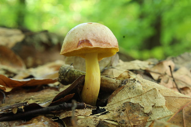 zlatohríb úhľadný ? Aureoboletus gentilis (Quél.) Pouzar