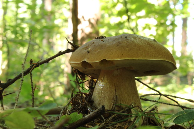 hríb smrekový Boletus edulis Bull.