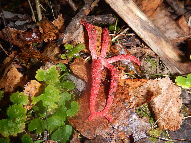 mrežovka kvetovitá Clathrus archeri (Berk.) Dring