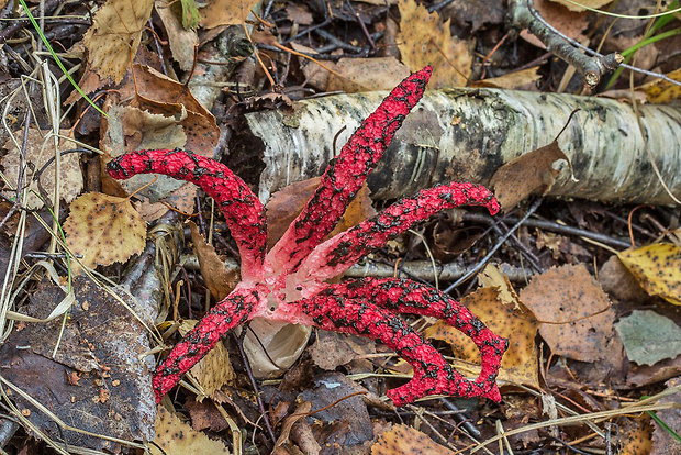 mrežovka kvetovitá Clathrus archeri (Berk.) Dring