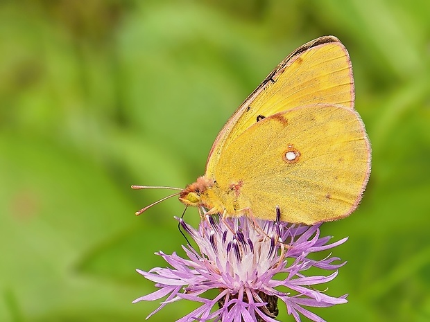 žltáčik vičencový Colias crocea ♀