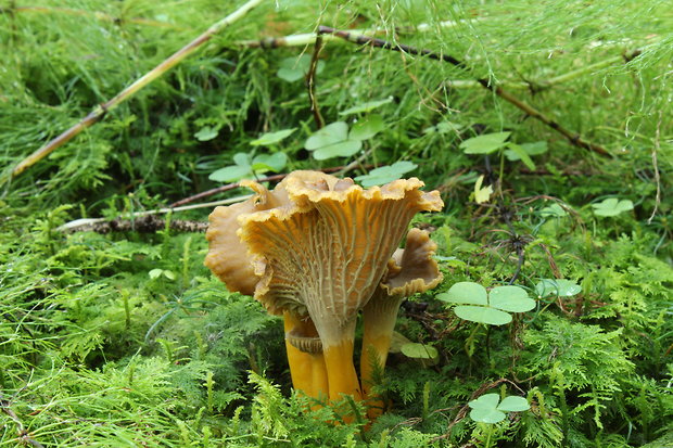 kuriatko lievikovité Craterellus tubaeformis (Fr.) Quél.