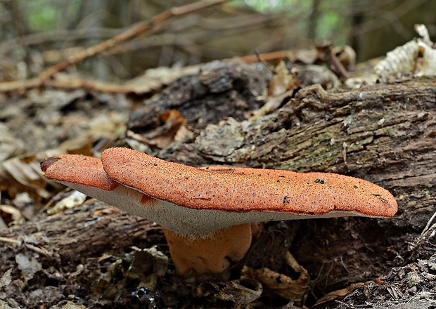 pečeňovec dubový Fistulina hepatica (Schaeff.) With.