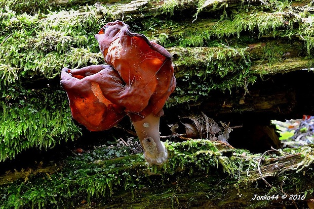 ušiak mitrovitý Gyromitra infula (Schaeff.) Quél.