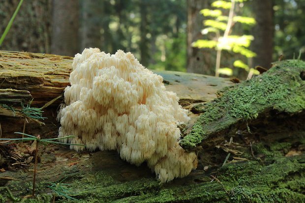 koralovec jedľový Hericium alpestre Pers.