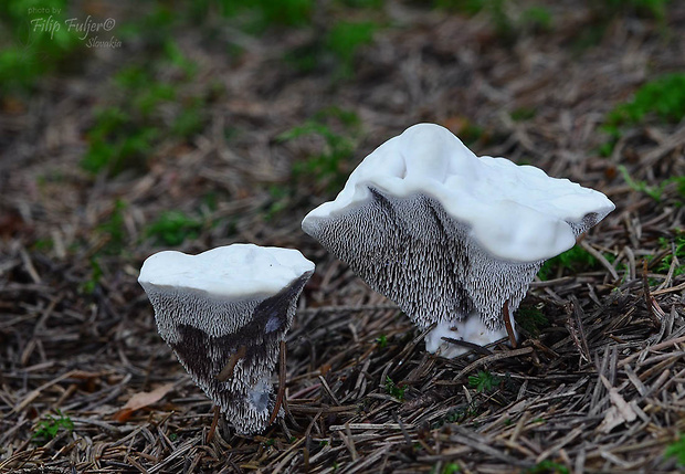 jelenkovka voňavá Hydnellum suaveolens (Scop.) P. Karst.