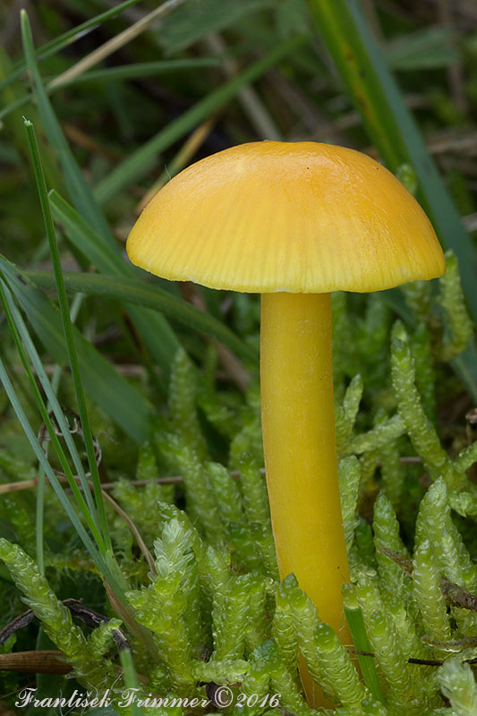 lúčnica citrónovožltá Hygrocybe chlorophana (Fr.) Wünsche